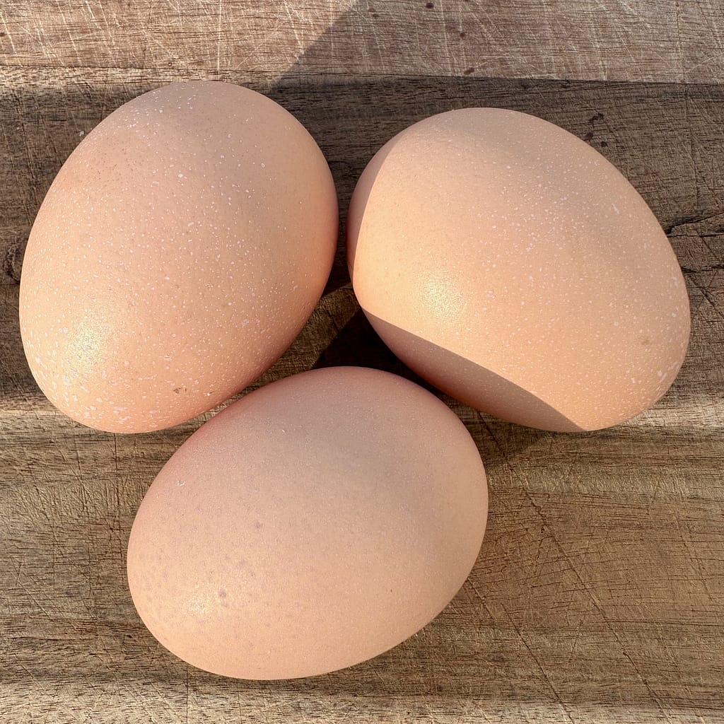 Buckeye Eggs