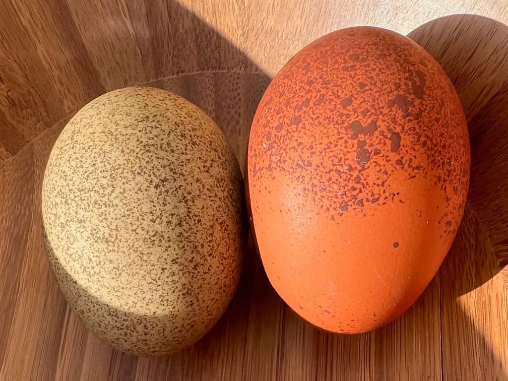 Olive Egger and Welsummer or Marans Eggs