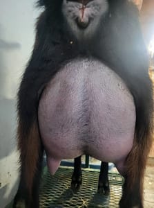 Coyote Ledge Heart of Dixie Rear Udder