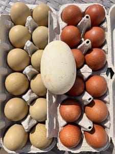 Blue Copper Marans and Olive Egger and Goose Eggs