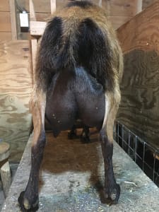 Back Country Acres Ritz  Rear Udder 1