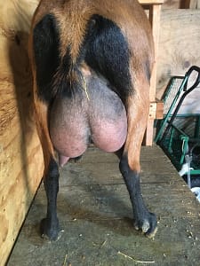 Back Country Acres Ritz  Rear Udder 2