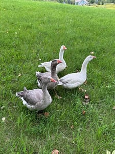 Pilgrim Geese