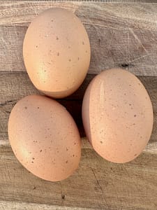Chantecler Hatching Eggs