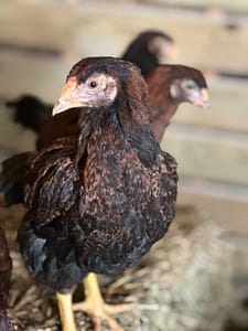 Partridge Chantecler Pullet (middle) and Cockerels (front & back)