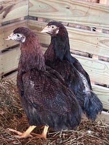 Partridge Chantecler Pullet (front) and Cockerel (back)