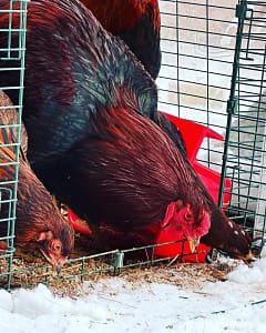Partridge Chantecler Hen and Rooster