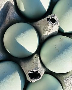 Ameraucana Eggs
