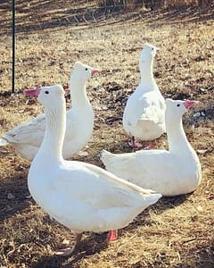Tufted Roman Geese