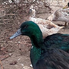 Welsh Harlequin and Cayuga Ducks