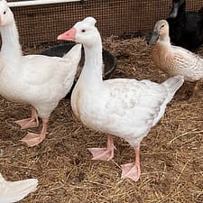 Tufted Roman Geese