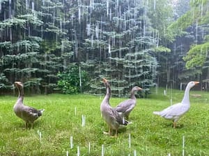 Pilgrim Geese in the Rain
