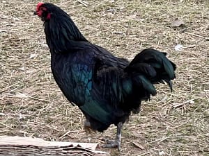 Black Ameraucana Cockerel