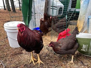 Partridge Chantecler Rooster and Hens