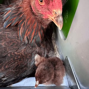 Partridge Chantecler Hen and Chick