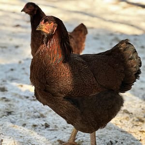 Partridge Chantecler Hen