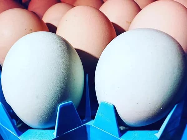Blue and Light Brown Eggs
