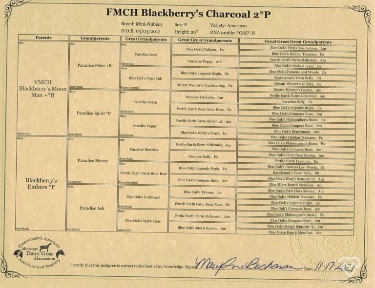 FMCH Blackberry’s Charcoal