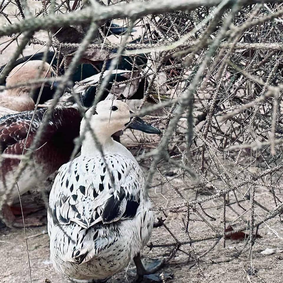 Welsh Harlequin Duck Hen